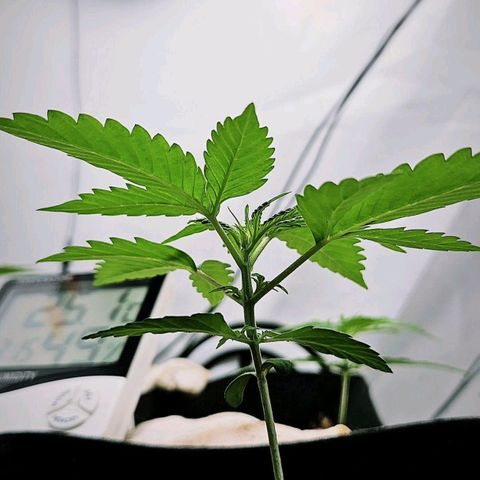 Automáticas . Scarlet Lemon Auto.• Red Critical Auto. • Purple Knockout Auto.• Red Mafia Auto. growlog timeline photo