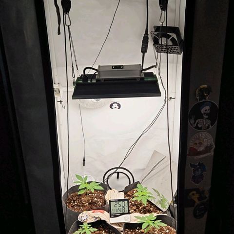 Automáticas . Scarlet Lemon Auto.• Red Critical Auto. • Purple Knockout Auto.• Red Mafia Auto. growlog timeline photo