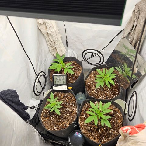 Automáticas . Scarlet Lemon Auto.• Red Critical Auto. • Purple Knockout Auto.• Red Mafia Auto. growlog timeline photo