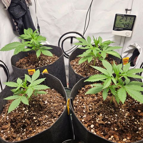 Automáticas . Scarlet Lemon Auto.• Red Critical Auto. • Purple Knockout Auto.• Red Mafia Auto. growlog timeline photo