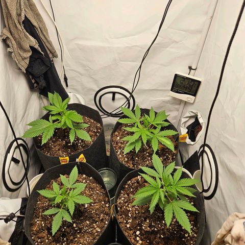 Automáticas . Scarlet Lemon Auto.• Red Critical Auto. • Purple Knockout Auto.• Red Mafia Auto. growlog timeline photo