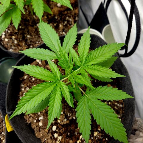 Automáticas . Scarlet Lemon Auto.• Red Critical Auto. • Purple Knockout Auto.• Red Mafia Auto. growlog timeline photo