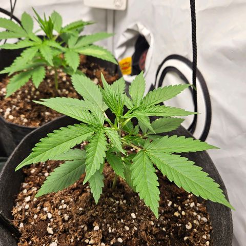 Automáticas . Scarlet Lemon Auto.• Red Critical Auto. • Purple Knockout Auto.• Red Mafia Auto. growlog timeline photo