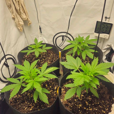 Automáticas . Scarlet Lemon Auto.• Red Critical Auto. • Purple Knockout Auto.• Red Mafia Auto. growlog timeline photo