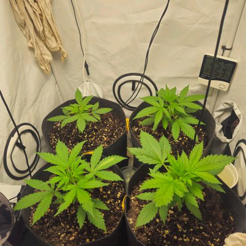 Automáticas . Scarlet Lemon Auto.• Red Critical Auto. • Purple Knockout Auto.• Red Mafia Auto. growlog timeline photo