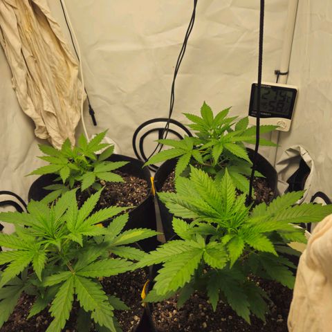 Automáticas . Scarlet Lemon Auto.• Red Critical Auto. • Purple Knockout Auto.• Red Mafia Auto. growlog timeline photo