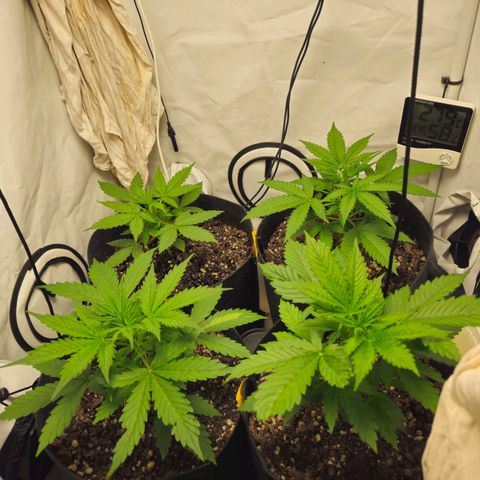 Automáticas . Scarlet Lemon Auto.• Red Critical Auto. • Purple Knockout Auto.• Red Mafia Auto. growlog timeline photo
