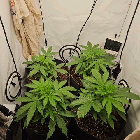 Automáticas . Scarlet Lemon Auto.• Red Critical Auto. • Purple Knockout Auto.• Red Mafia Auto. growlog timeline photo