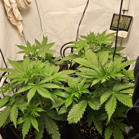 Automáticas . Scarlet Lemon Auto.• Red Critical Auto. • Purple Knockout Auto.• Red Mafia Auto. growlog timeline photo