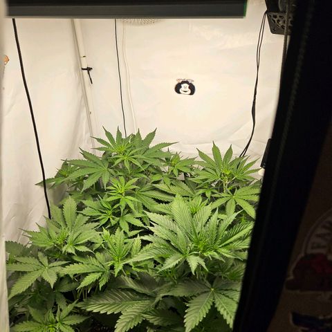 Automáticas . Scarlet Lemon Auto.• Red Critical Auto. • Purple Knockout Auto.• Red Mafia Auto. growlog timeline photo