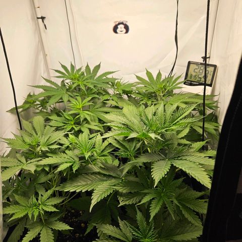 Automáticas . Scarlet Lemon Auto.• Red Critical Auto. • Purple Knockout Auto.• Red Mafia Auto. growlog timeline photo