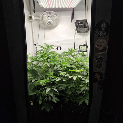 Automáticas . Scarlet Lemon Auto.• Red Critical Auto. • Purple Knockout Auto.• Red Mafia Auto. growlog timeline photo