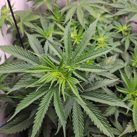 Automáticas . Scarlet Lemon Auto.• Red Critical Auto. • Purple Knockout Auto.• Red Mafia Auto. growlog timeline photo