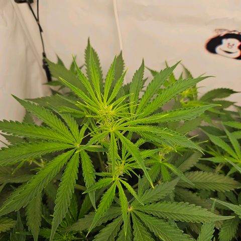 Automáticas . Scarlet Lemon Auto.• Red Critical Auto. • Purple Knockout Auto.• Red Mafia Auto. growlog timeline photo