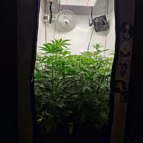 Automáticas . Scarlet Lemon Auto.• Red Critical Auto. • Purple Knockout Auto.• Red Mafia Auto. growlog timeline photo