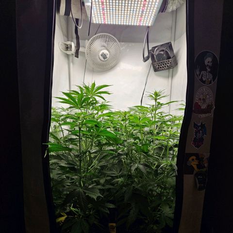 Automáticas . Scarlet Lemon Auto.• Red Critical Auto. • Purple Knockout Auto.• Red Mafia Auto. growlog timeline photo