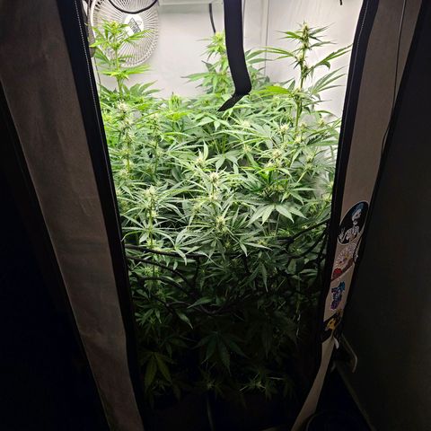 Automáticas . Scarlet Lemon Auto.• Red Critical Auto. • Purple Knockout Auto.• Red Mafia Auto. growlog timeline photo