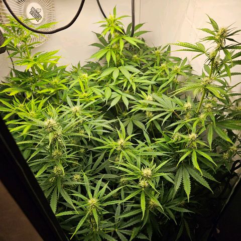 Automáticas . Scarlet Lemon Auto.• Red Critical Auto. • Purple Knockout Auto.• Red Mafia Auto. growlog timeline photo
