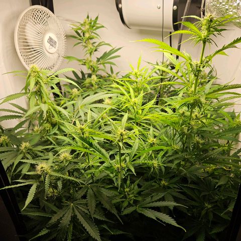 Automáticas . Scarlet Lemon Auto.• Red Critical Auto. • Purple Knockout Auto.• Red Mafia Auto. growlog photo: Problemas de crecimiento 