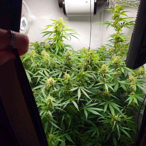 Automáticas . Scarlet Lemon Auto.• Red Critical Auto. • Purple Knockout Auto.• Red Mafia Auto. growlog photo: Hubieron varios problemas en este cultivo, desde la preflora por no medir EC de tierra y ph pero dentro de todo se pudo controlar bastante en las últimas semanas de flora, para la próxima medir todo tanto ec de drenaje y ph para cultivo casi perfecto, el tamaño de la planta no ayudo, ya q es 100 sativa para lo q es la carpa y la luz tampoco ayudo ya q son 250 w estás plantas necesitan más luz todos estos factores a tener en cuenta 