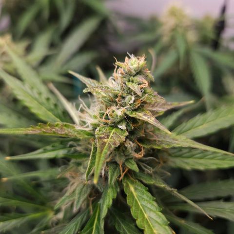 Automáticas . Scarlet Lemon Auto.• Red Critical Auto. • Purple Knockout Auto.• Red Mafia Auto. growlog photo: Hubieron varios problemas en este cultivo, desde la preflora por no medir EC de tierra y ph pero dentro de todo se pudo controlar bastante en las últimas semanas de flora, para la próxima medir todo tanto ec de drenaje y ph para cultivo casi perfecto, el tamaño de la planta no ayudo, ya q es 100 sativa para lo q es la carpa y la luz tampoco ayudo ya q son 250 w estás plantas necesitan más luz todos estos factores a tener en cuenta 