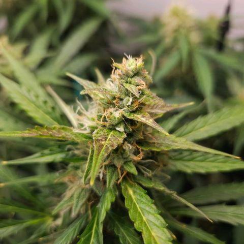 Automáticas . Scarlet Lemon Auto.• Red Critical Auto. • Purple Knockout Auto.• Red Mafia Auto. growlog photo: Hubieron varios problemas en este cultivo, desde la preflora por no medir EC de tierra y ph pero dentro de todo se pudo controlar bastante en las últimas semanas de flora, para la próxima medir todo tanto ec de drenaje y ph para cultivo casi perfecto, el tamaño de la planta no ayudo, ya q es 100 sativa para lo q es la carpa y la luz tampoco ayudo ya q son 250 w estás plantas necesitan más luz todos estos factores a tener en cuenta 
