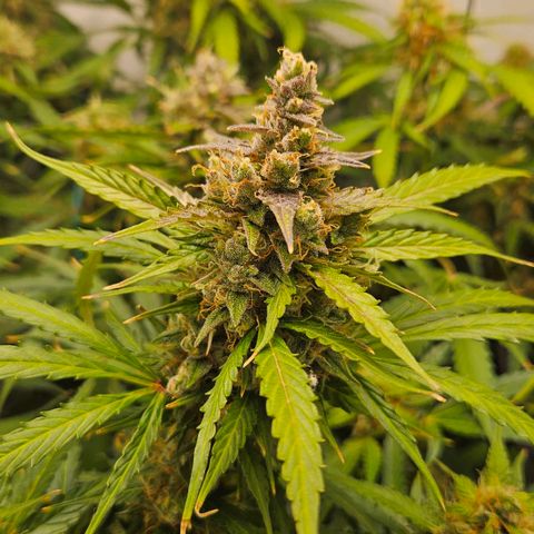 Automáticas . Scarlet Lemon Auto.• Red Critical Auto. • Purple Knockout Auto.• Red Mafia Auto. growlog timeline photo