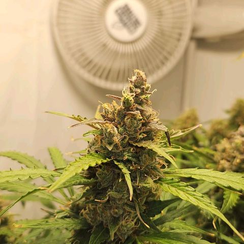 Automáticas . Scarlet Lemon Auto.• Red Critical Auto. • Purple Knockout Auto.• Red Mafia Auto. growlog timeline photo