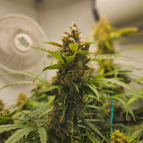 Automáticas . Scarlet Lemon Auto.• Red Critical Auto. • Purple Knockout Auto.• Red Mafia Auto. growlog timeline photo