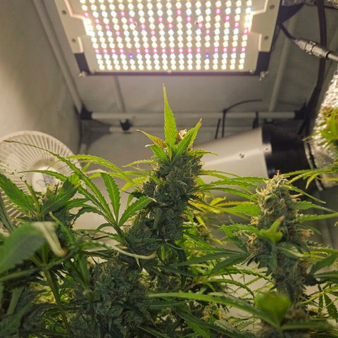 Automáticas . Scarlet Lemon Auto.• Red Critical Auto. • Purple Knockout Auto.• Red Mafia Auto. growlog timeline photo