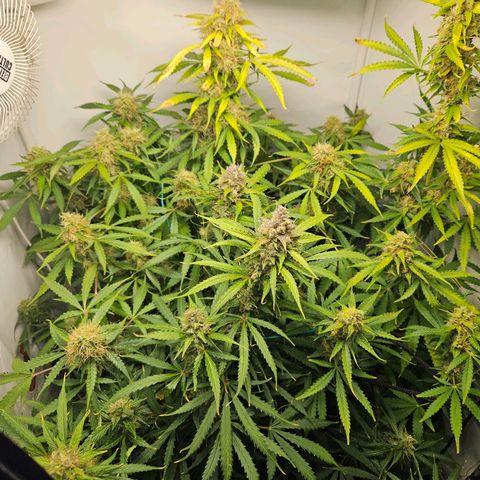 Automáticas . Scarlet Lemon Auto.• Red Critical Auto. • Purple Knockout Auto.• Red Mafia Auto. growlog timeline photo