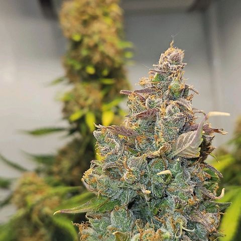Automáticas . Scarlet Lemon Auto.• Red Critical Auto. • Purple Knockout Auto.• Red Mafia Auto. growlog timeline photo