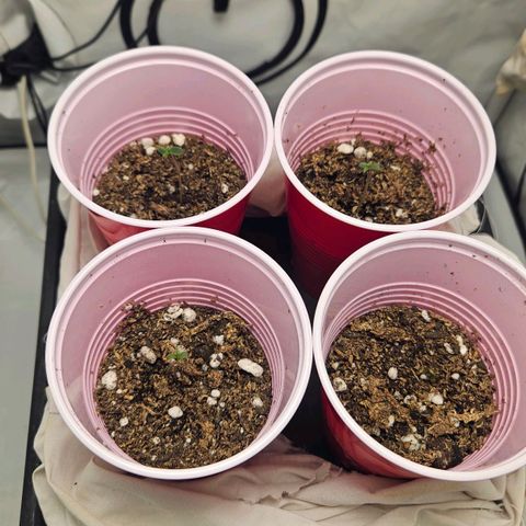 Gelato 44 3  y peyote cookies 1 growlog photo: Primer día de plantula
