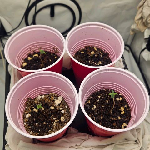 Gelato 44 3  y peyote cookies 1 growlog timeline photo