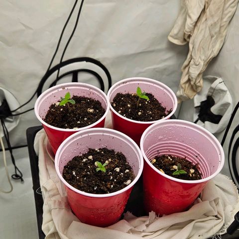 Gelato 44 3  y peyote cookies 1 growlog timeline photo