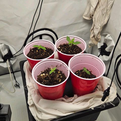 Gelato 44 3  y peyote cookies 1 growlog timeline photo
