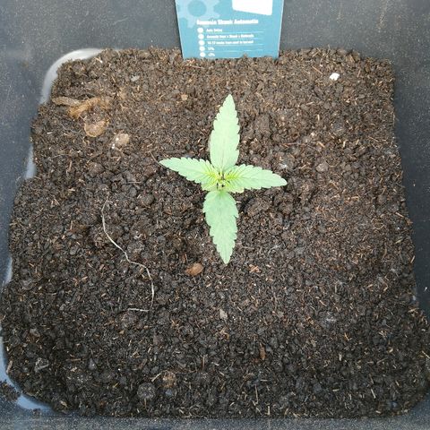 Amnesia Skunk Automatic growlog timeline photo
