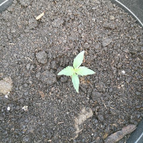 Blueberry Automatic growlog timeline photo