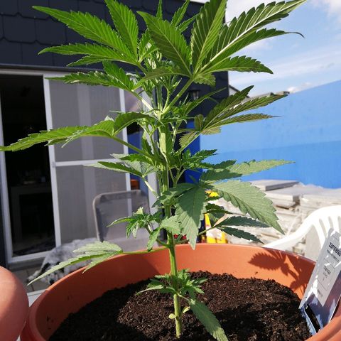 Sticky Beast Automatic growlog timeline photo