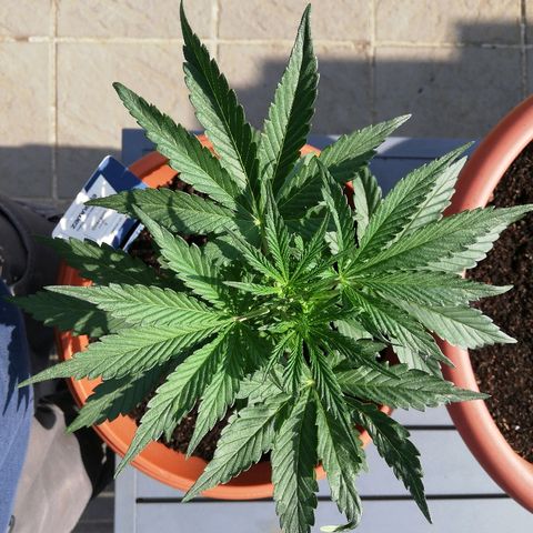 Sticky Beast Automatic growlog timeline photo