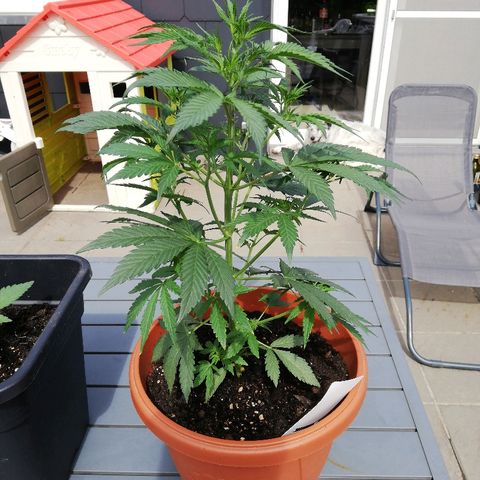 Sticky Beast Automatic growlog timeline photo