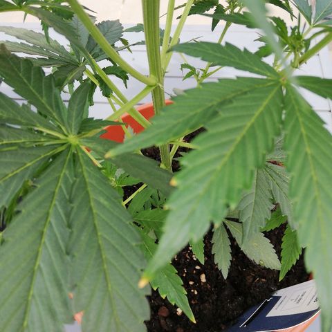 Sticky Beast Automatic growlog photo: Quelques bouts feuilles jaunies