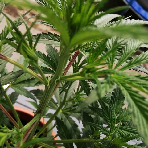 Sticky Beast Automatic growlog photo: Premiers pistils
