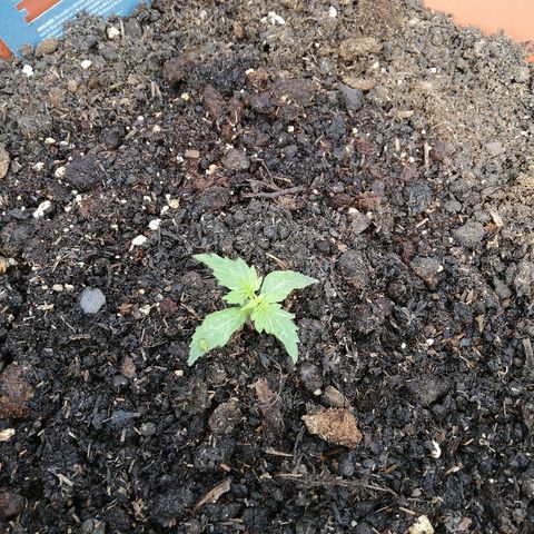 Gorilla Glue Auto growlog timeline photo