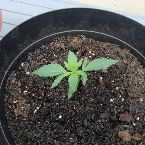 Blueberry Automatic growlog timeline photo