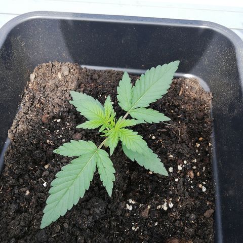 Amnesia Skunk Automatic growlog timeline photo