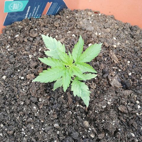 Gorilla Glue Auto growlog timeline photo