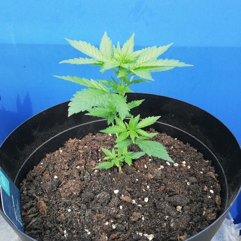 Blueberry Automatic growlog timeline photo