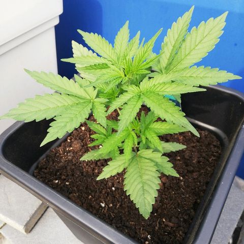 Amnesia Skunk Automatic growlog timeline photo