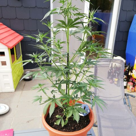 Sticky Beast Automatic growlog timeline photo